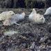seal_gray_nri_h_0365_can3710.jpg